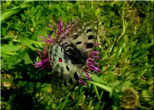Réf. 213 626 : Parnassius apollo